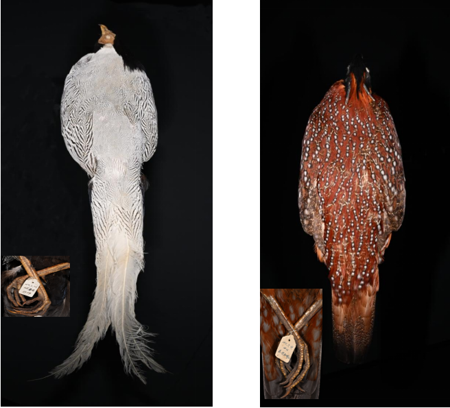 1721371932067084508.png image.png